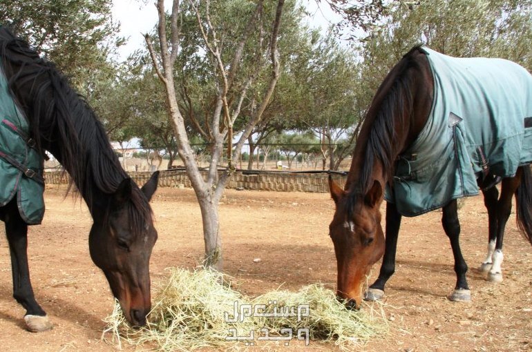 لمحبي الخيول تعرف على كل شيء عن تغذية الخيل في السعودية خيول تأكل