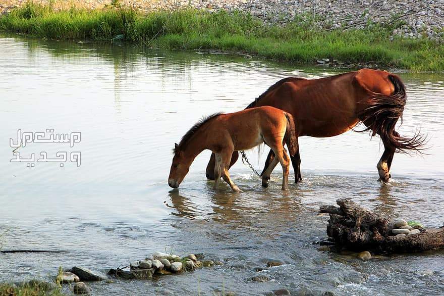 لمحبي الخيول تعرف على كل شيء عن تغذية الخيل في السعودية خيول تشرب الماء