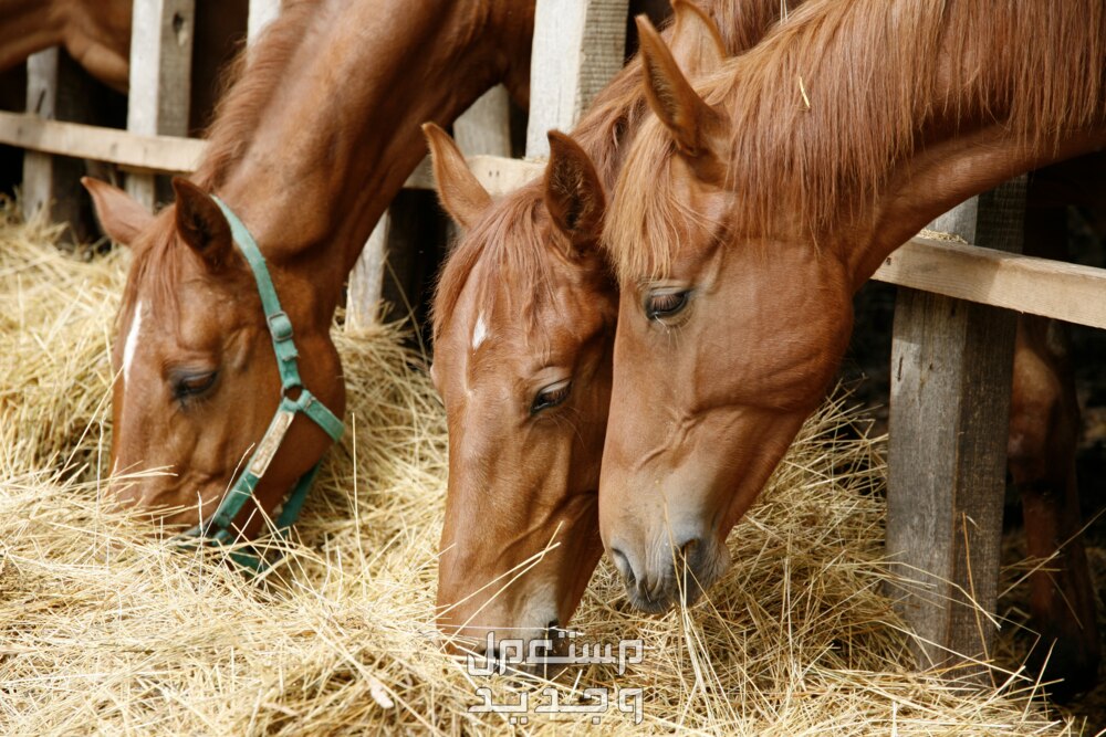 لمحبي الخيول تعرف على كل شيء عن تغذية الخيل طعام الخيول