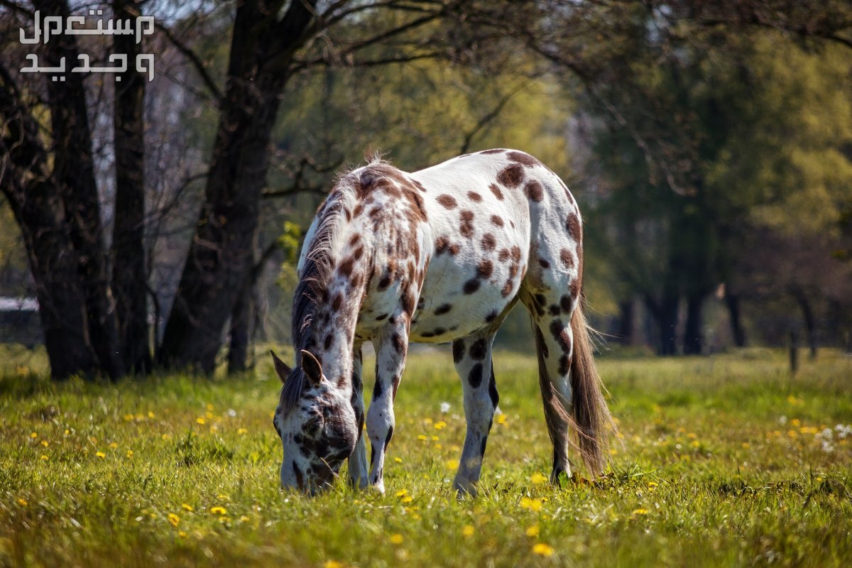 تعرف على افضل خيول السباق خيل أبالوزا