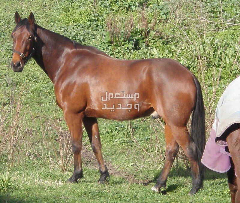 تعرف على افضل خيول السباق خيل ستاندرد بريد