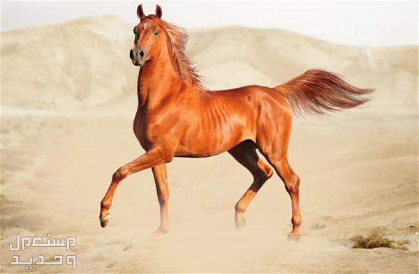 تعرف على افضل خيول السباق خيل سريع