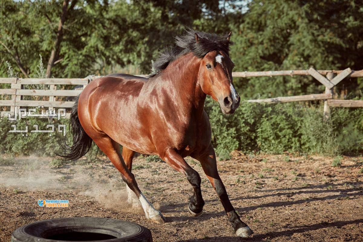 تعرف على افضل خيول السباق خيل يركض بسرعة