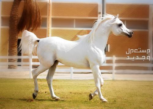 تعرف على افضل خيول السباق خيل عربي أصيل