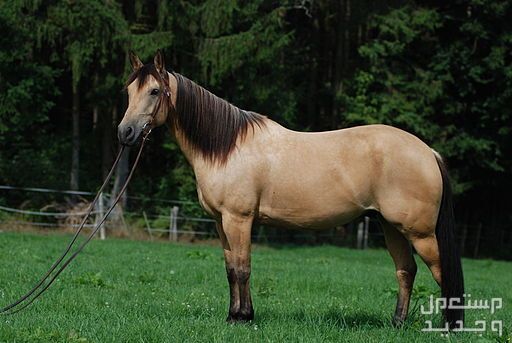تعرف على افضل خيول السباق خيل كوارتر الأمريكي