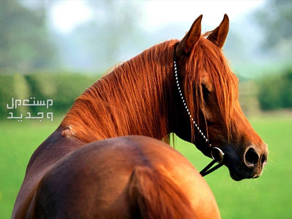 تعرف على افضل خيول السباق خيل قوي ورائع