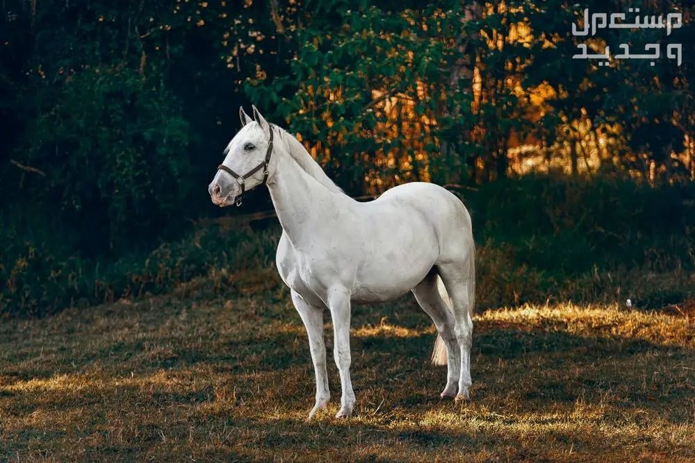 تعرف على افضل خيول السباق خيل أبيض قوي
