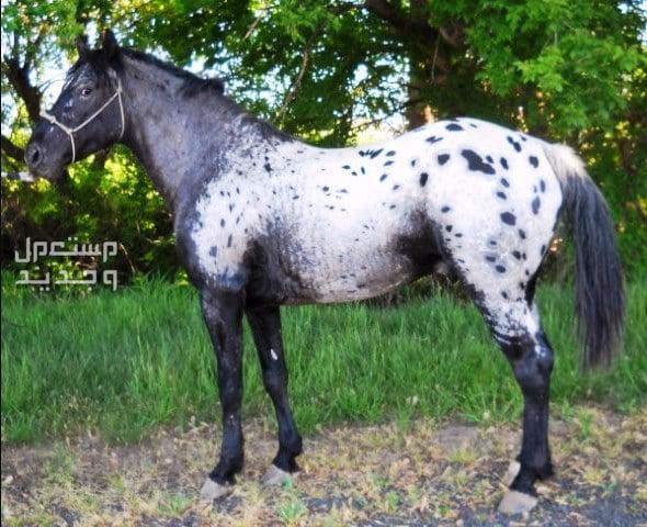 خيول ابالوزا الرائعة تعرف عليها في السعودية خيول ابالوزا بأرجل سوداء