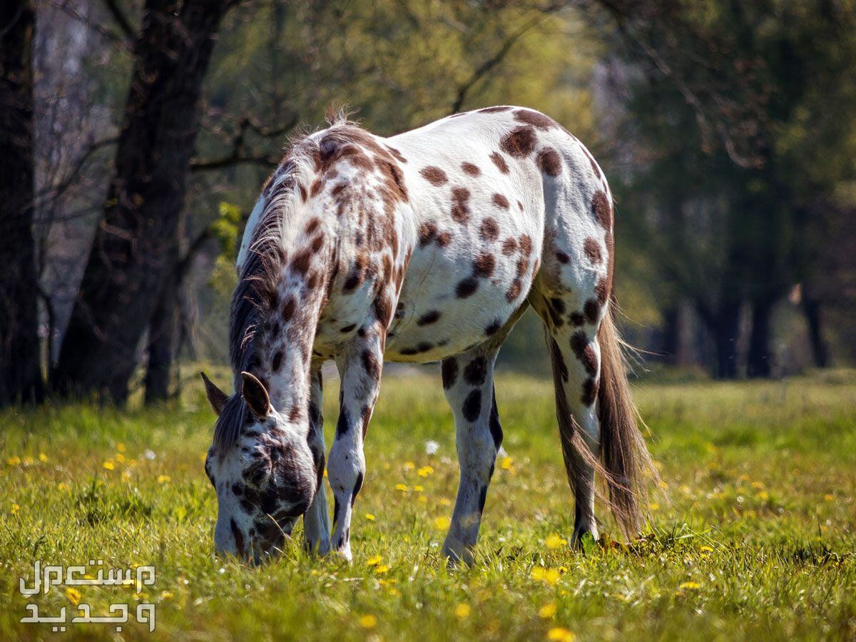 خيول ابالوزا الرائعة تعرف عليها في السعودية خيل ابالوزا يأكل عشب