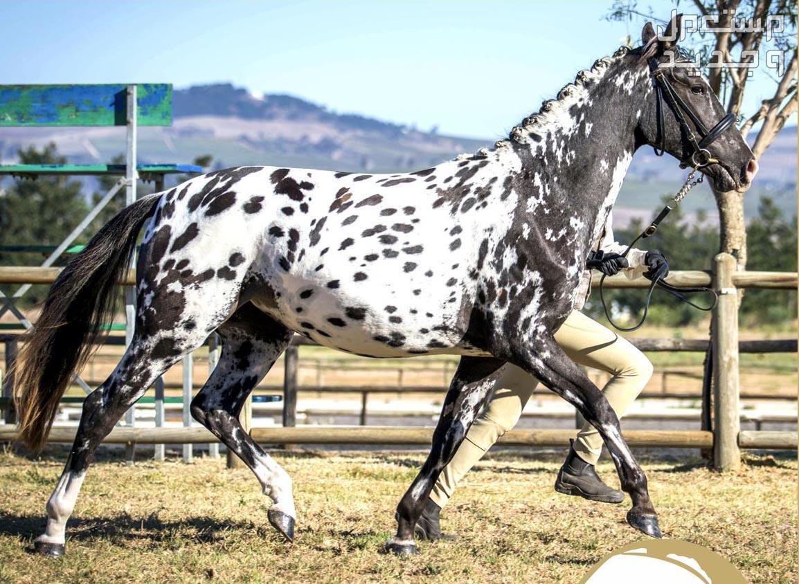 خيول ابالوزا الرائعة تعرف عليها في المغرب خيل يركض مع صاحبه