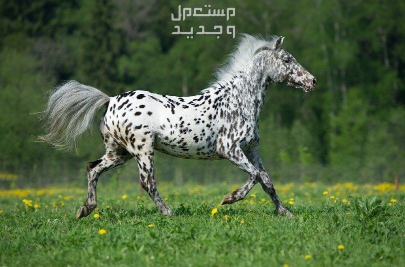 خيول ابالوزا الرائعة تعرف عليها خيل من فصيلة ابالوزا بجسد ممشوق