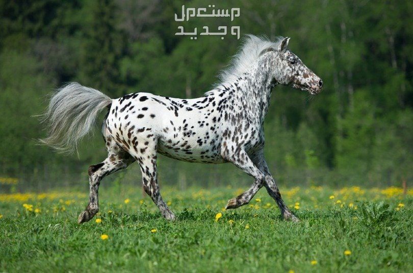 خيول ابالوزا الرائعة تعرف عليها في لبنان خيل من فصيلة ابالوزا بجسد ممشوق