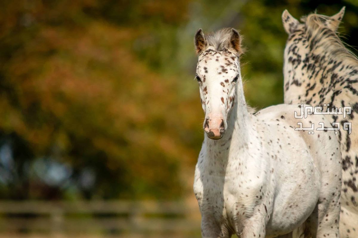 خيول ابالوزا الرائعة تعرف عليها في المغرب خيل ابالوزا بلون فاتح