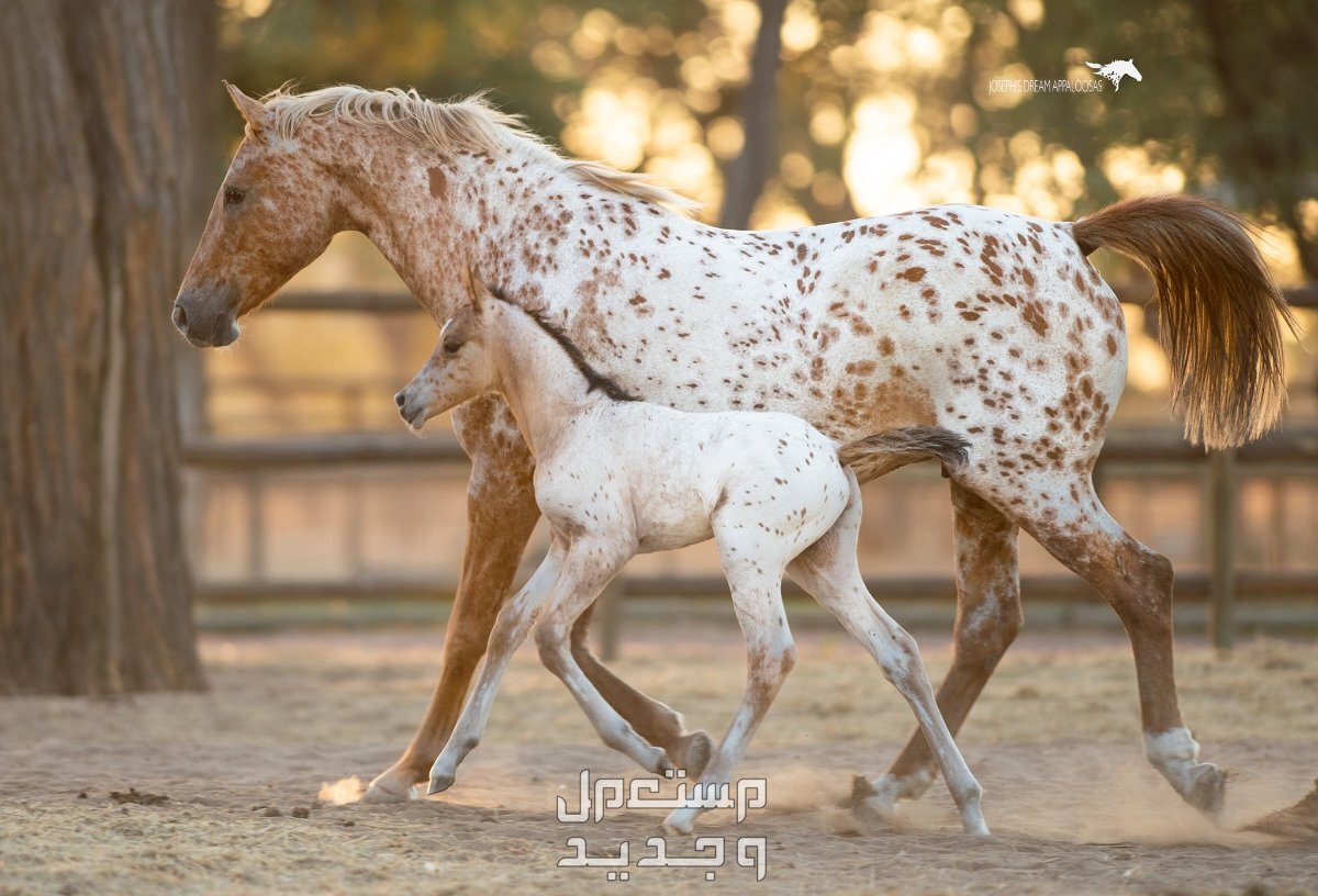 خيول ابالوزا الرائعة تعرف عليها في السعودية خيل صغير يركض مع أمه