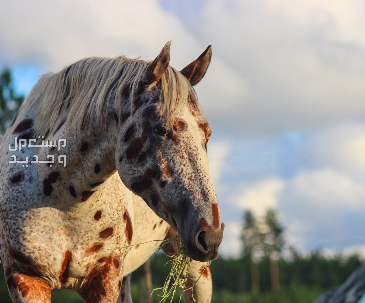 خيول ابالوزا الرائعة تعرف عليها في السعودية وجه خيل ابالوزا
