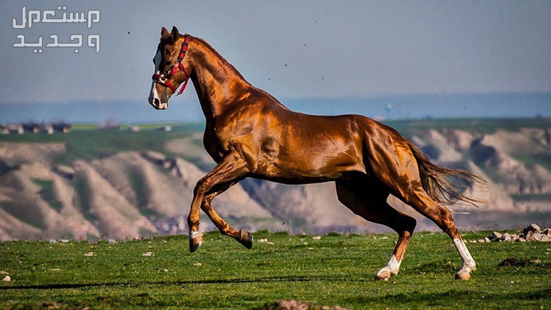 جميع المعلومات التي تحتاجها عن الخيول التركمانستانية خيل تركمانستاني يركض بسرعة