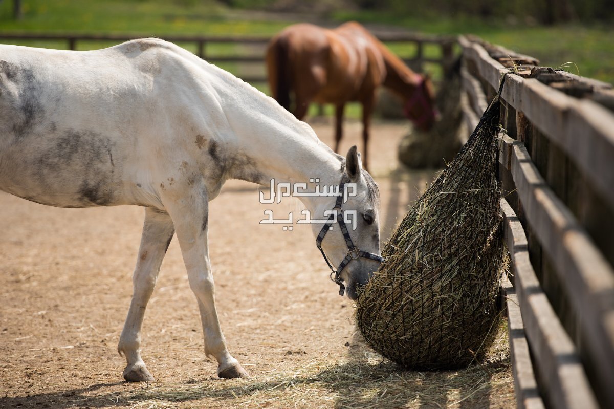 تعرف على افضل اكل للخيول في الأردن حصان أبيض يأكل