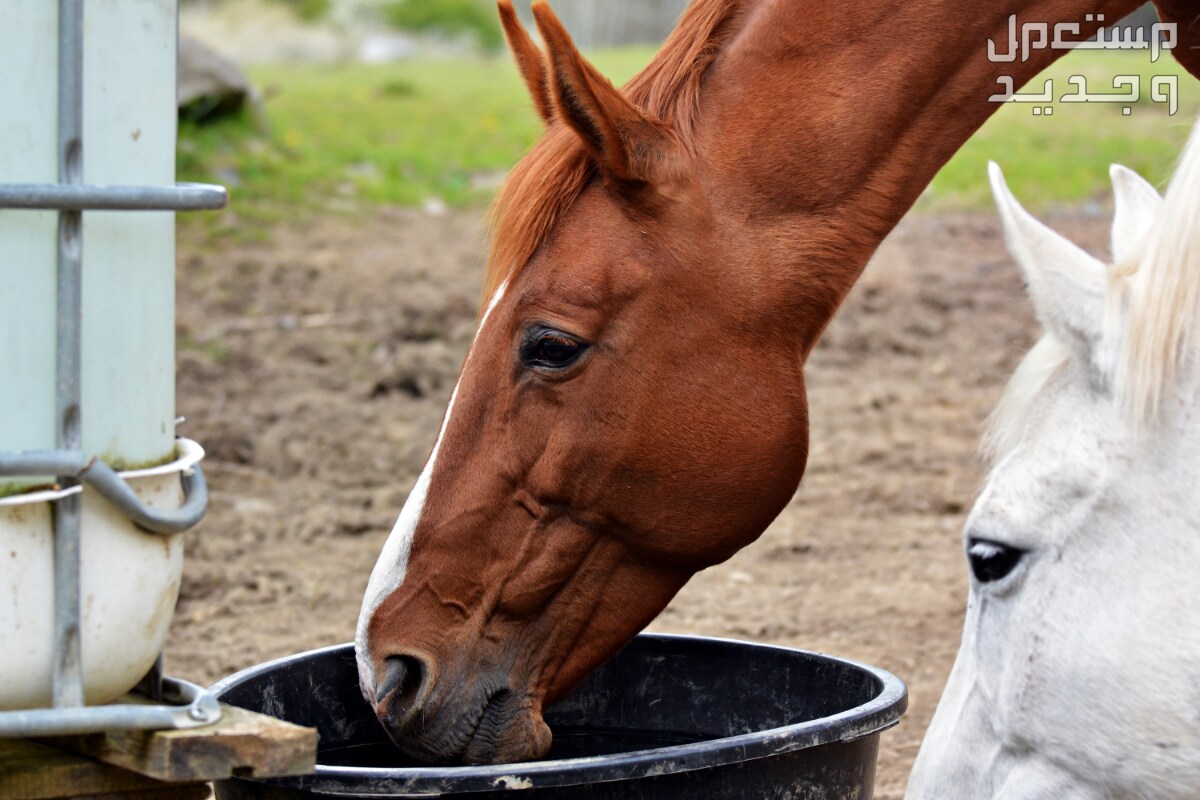 تعرف على افضل اكل للخيول في الإمارات العربية المتحدة خيل يشرب ماء نظيف