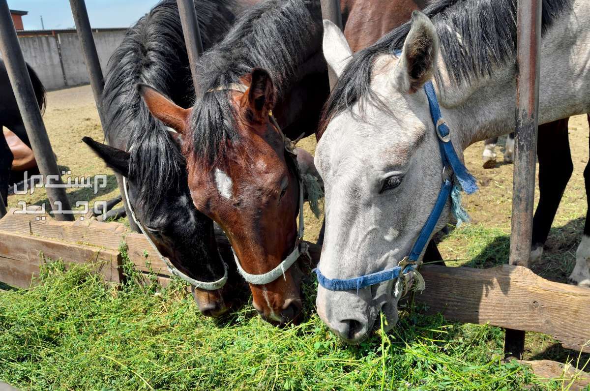 تعرف على افضل اكل للخيول في الإمارات العربية المتحدة خيول تأكل أعشاب طازجة