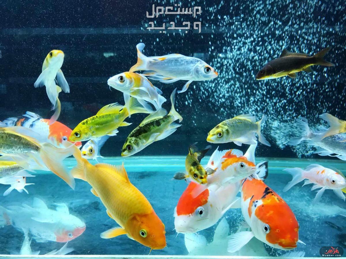 تعلم تربية سمك زينة وتعرف على أبرز النصائح في السعودية سمك زينة متنوع