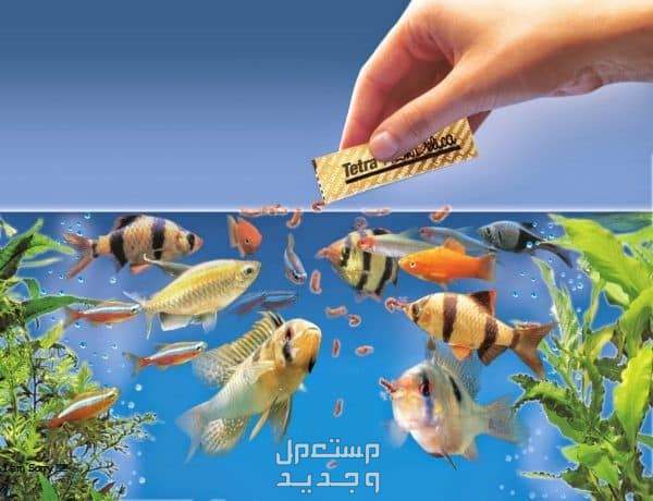 تعلم تربية سمك زينة وتعرف على أبرز النصائح في السعودية تغذية سمك الزينة