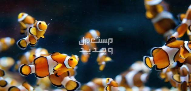 تعلم تربية سمك زينة وتعرف على أبرز النصائح في عمان سمك البهلوان
