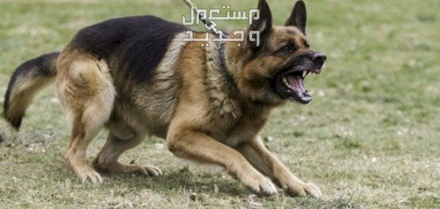 تعرف على انواع كلاب البلاك جاك المختلفة كلب بلاك جاك شرس