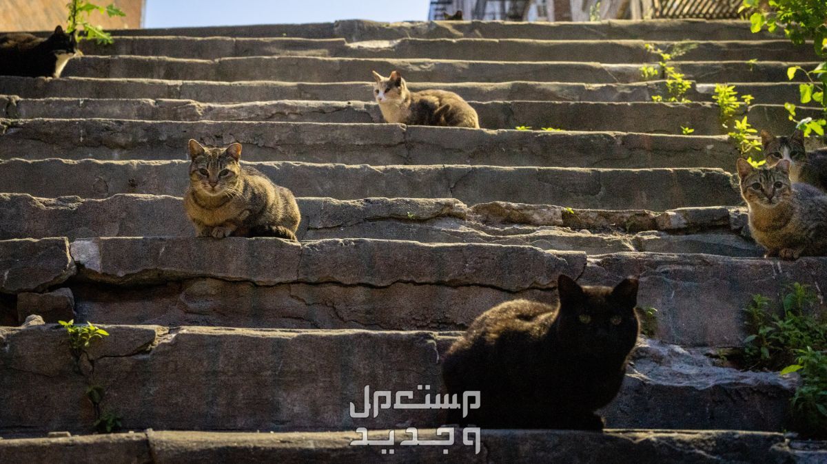 رحلة مدهشة في عالم قطط الشوارع قطط شوارع على سلم