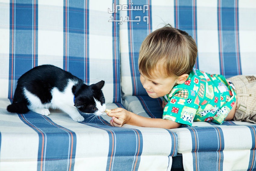 تعرف على أفضل أنواع قطط اطفال في السعودية طفل يلعب مع قطه المفضل