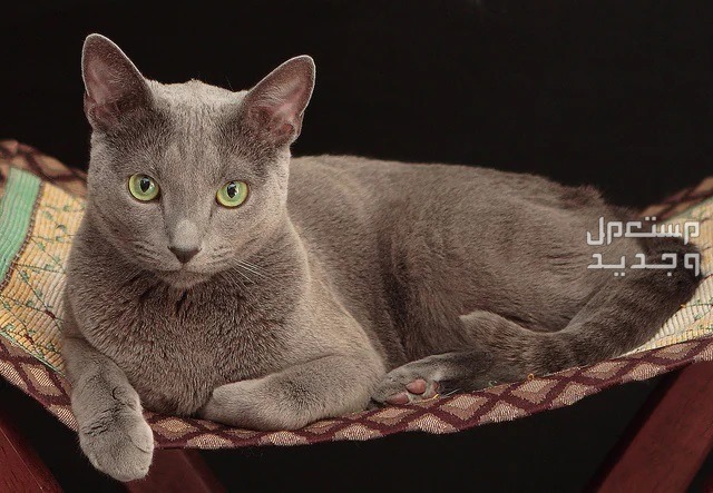 تعرف على أفضل أنواع قطط اطفال في السعودية قط أزرق روسي