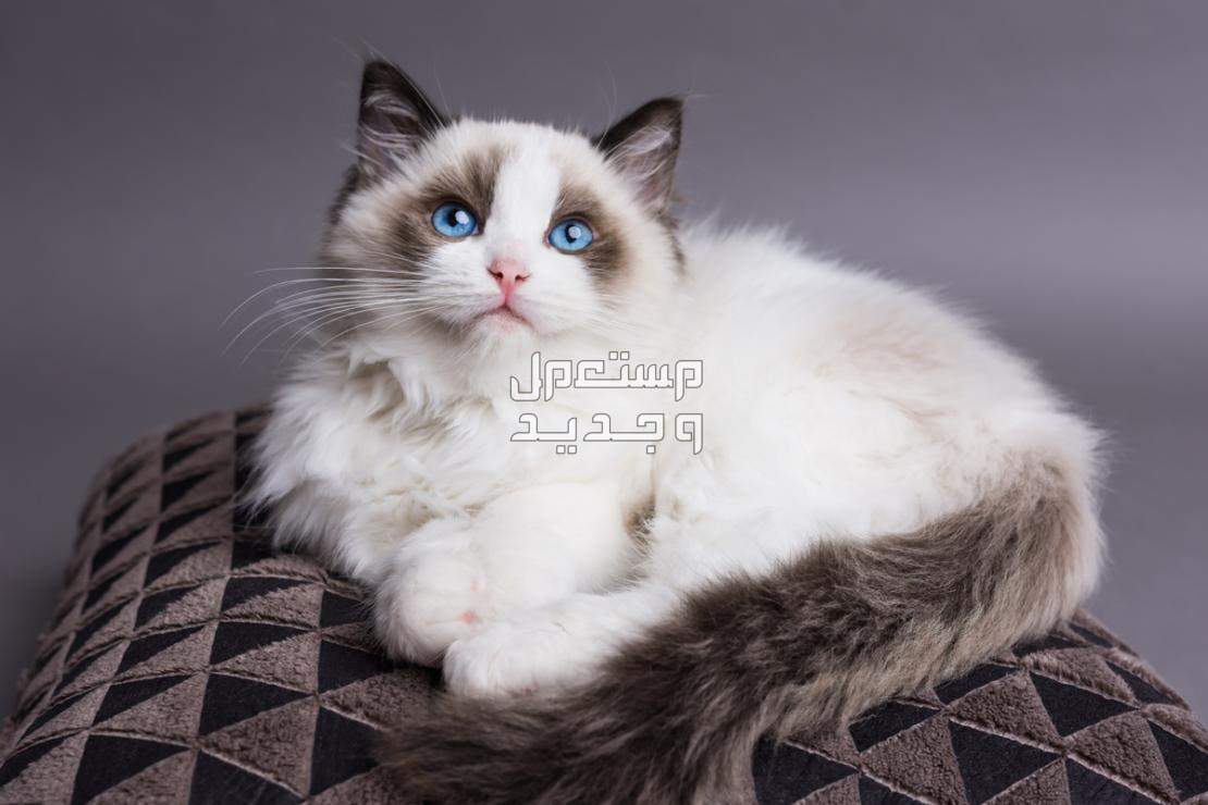 تعرف على أفضل أنواع قطط اطفال في السعودية قط راغدول
