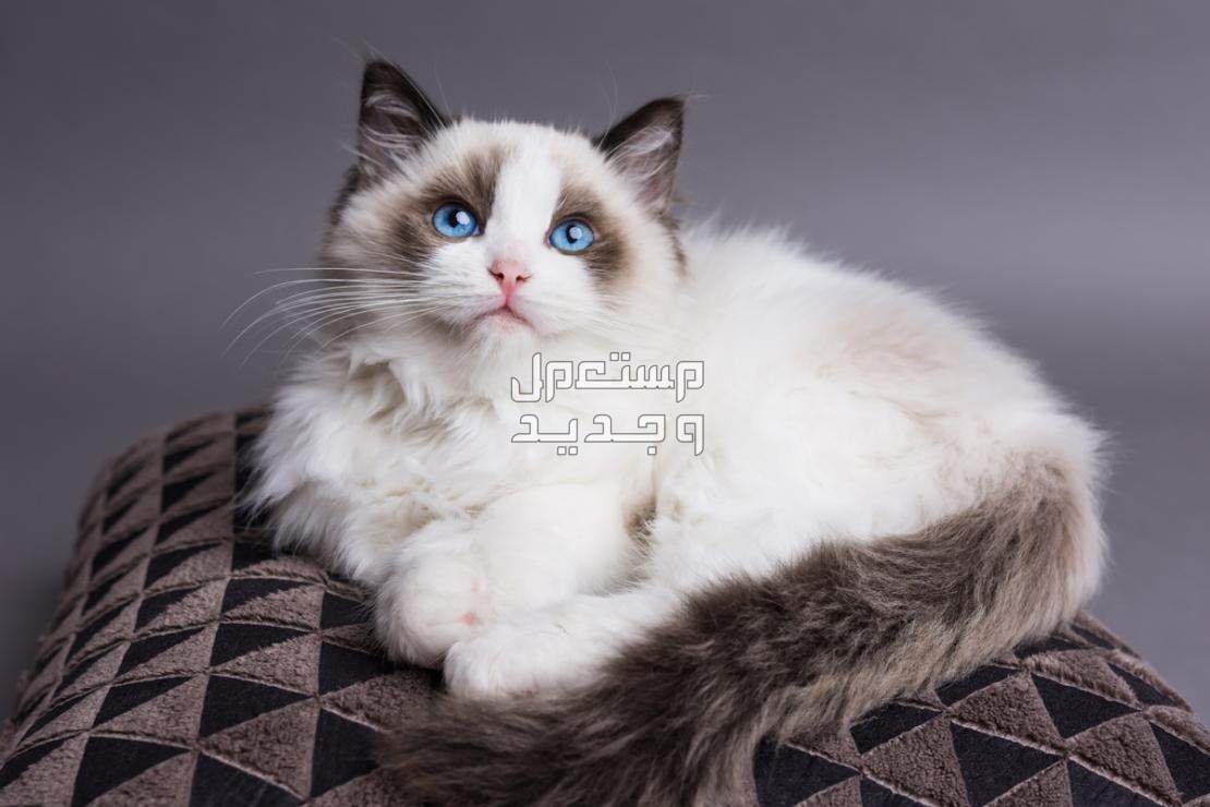تعرف على أفضل أنواع قطط اطفال قط راغدول