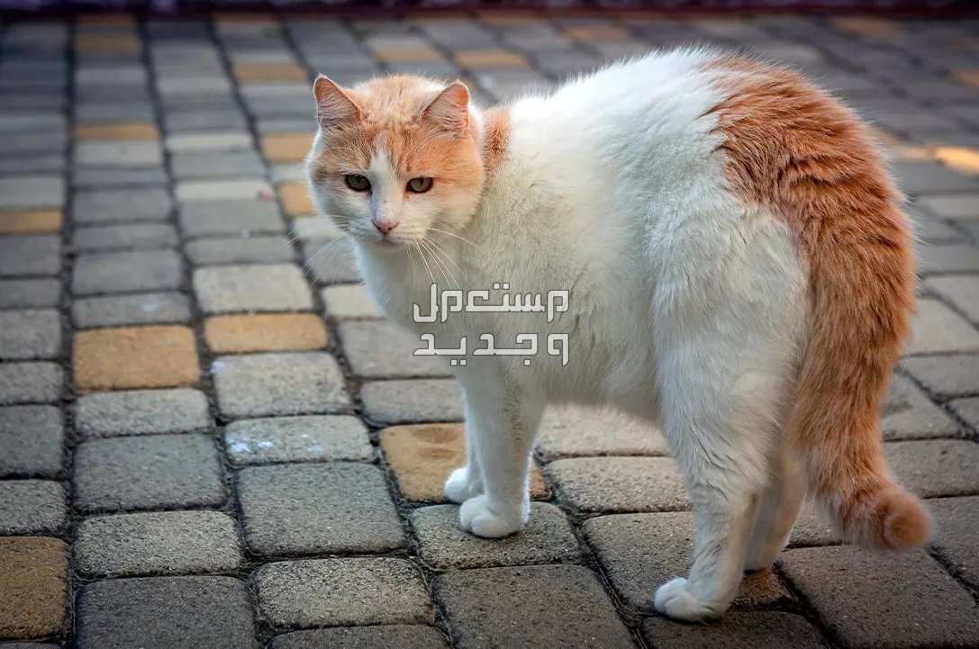 تعرف على أفضل أنواع قطط اطفال في السعودية قط فان التركي