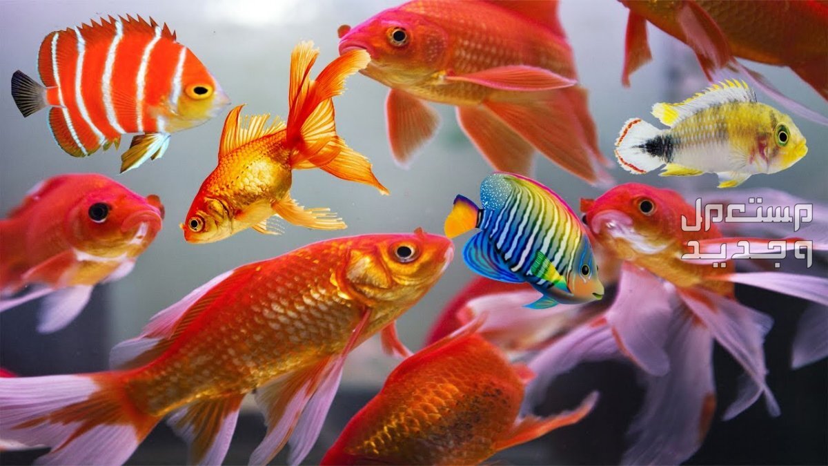 تعلم تربية أسماك زينة للمبتدئين في الإمارات العربية المتحدة سمك بألوان مختلفة