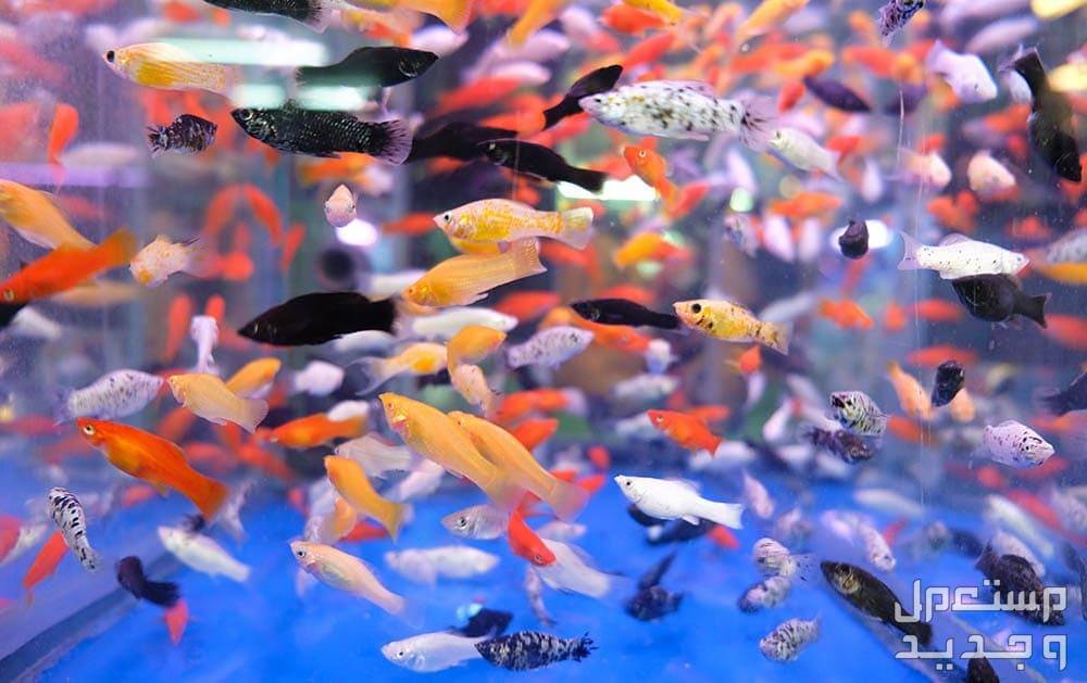 تعلم تربية أسماك زينة للمبتدئين في الإمارات العربية المتحدة أنواع كثيرة مختلفة من الأسماك