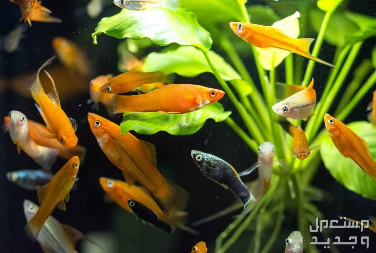 تعلم تربية أسماك زينة للمبتدئين في الإمارات العربية المتحدة سمك بلون برتقالي