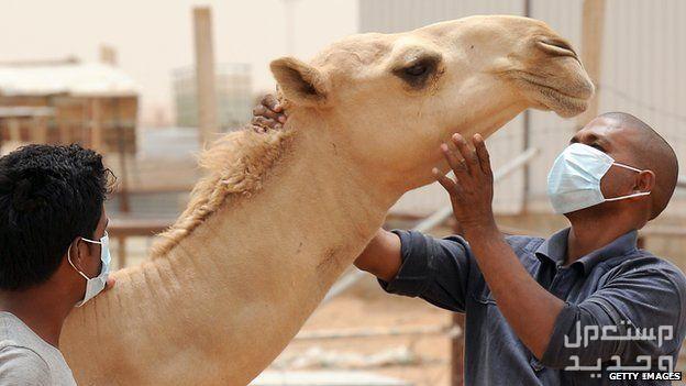 تعلم كيفية العناية بتغذية الابل العناية الابل