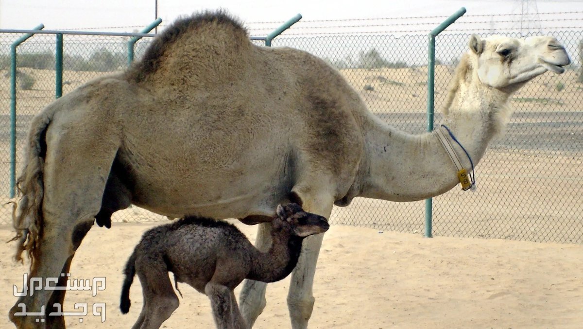 تعلم كيفية العناية بتغذية الابل في السعودية إبل كبيرة وصغيرها
