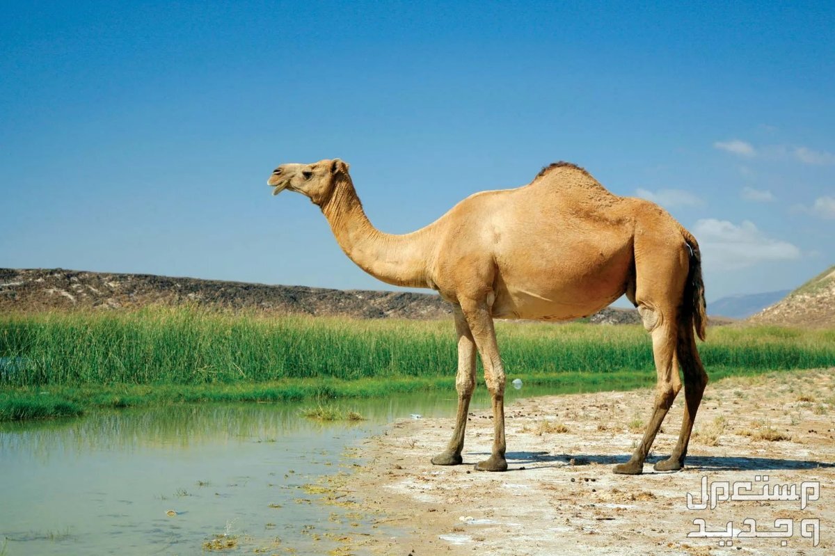 تعلم كيفية العناية بتغذية الابل الابل في الطبيعة