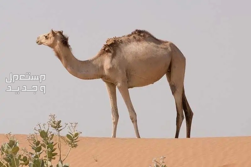 تعلم كيفية العناية بتغذية الابل إبل بالغ
