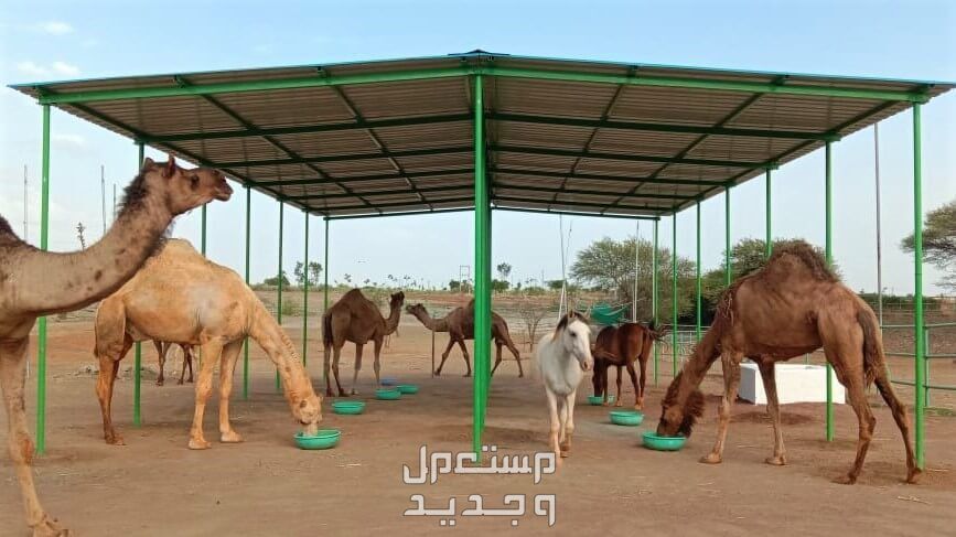 تعلم كيفية العناية بتغذية الابل أهمية المياه للابل