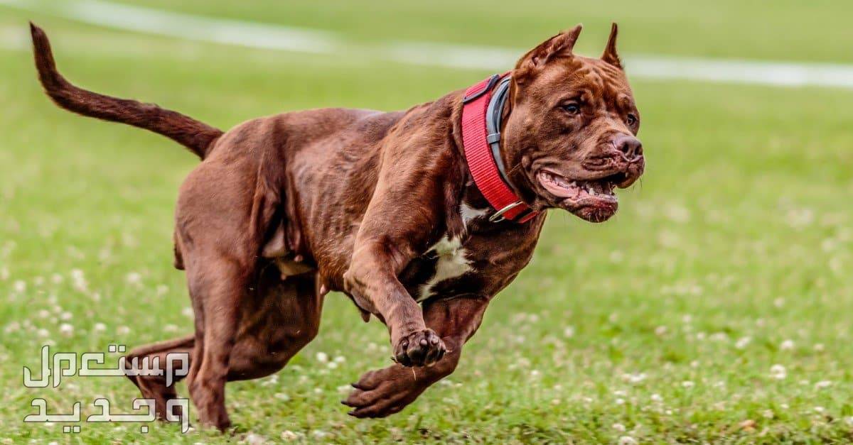 تعرف على أقوى كلب في العالم وكيفية التعامل مع الكلاب القوية أقوى الكلاب في العالم