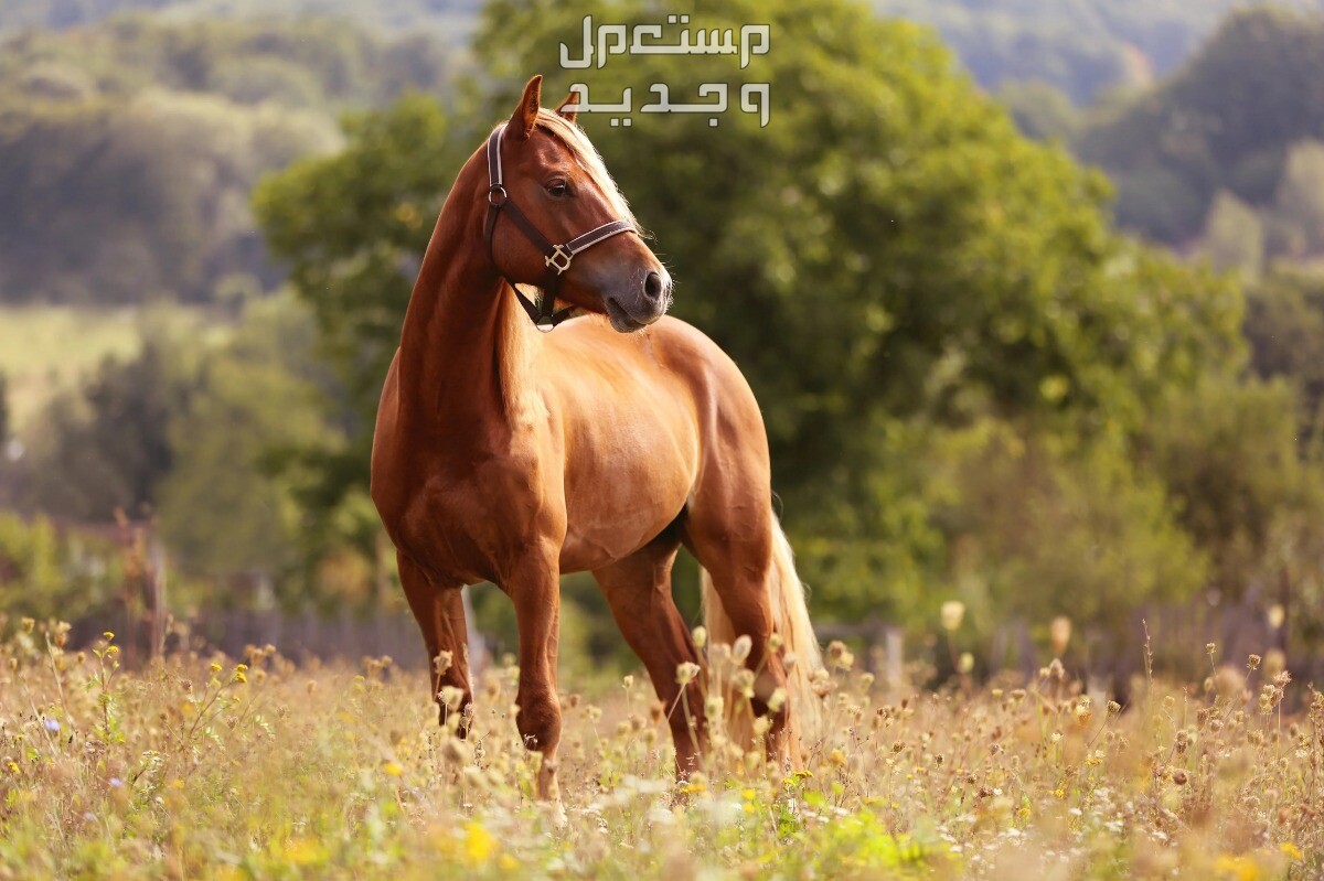 تعرف على أنواع وأسماء خيول أجنبية أجمل خيول في العالم