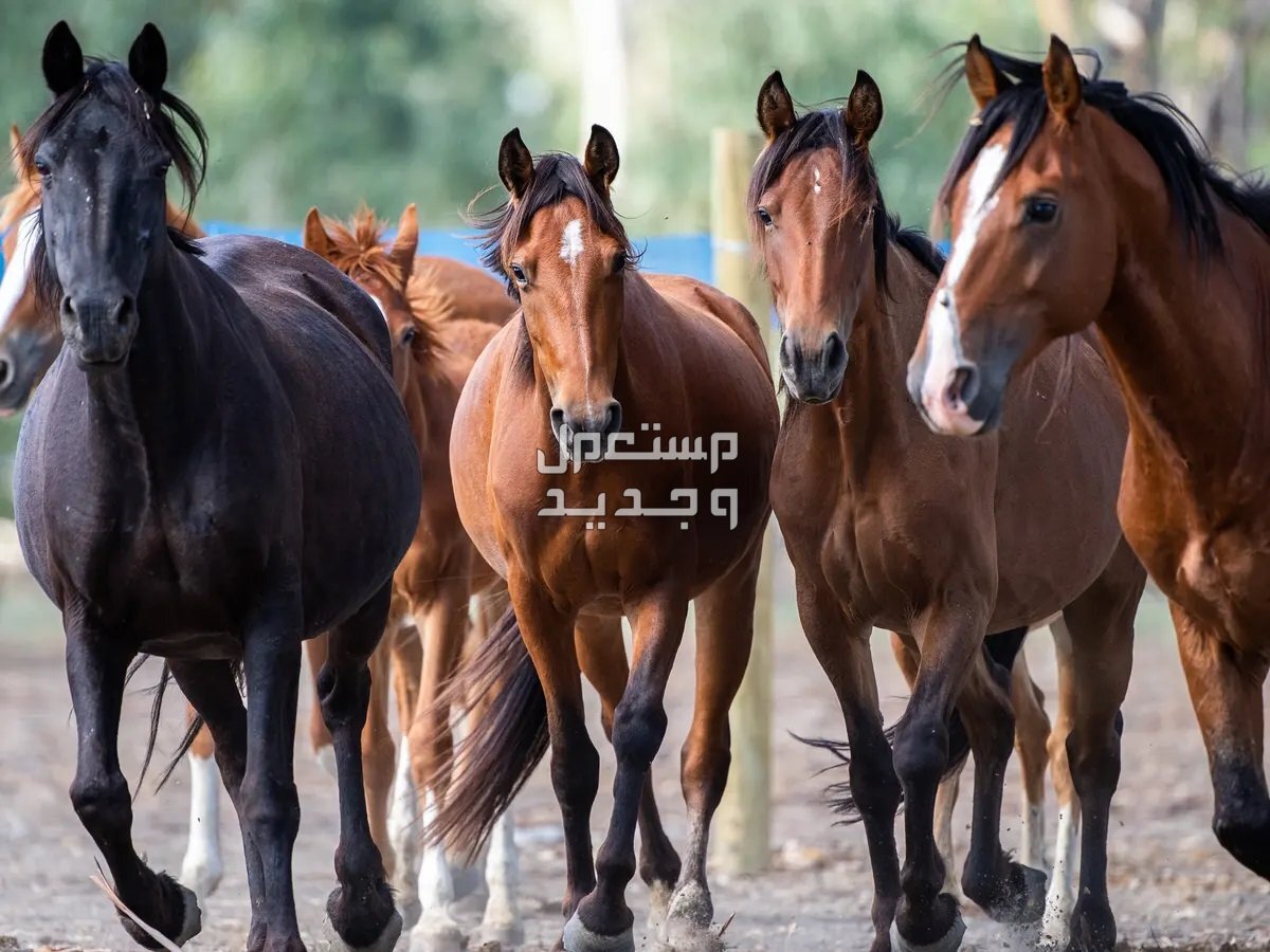 تعرف على أنواع وأسماء خيول أجنبية خيول أجنبية