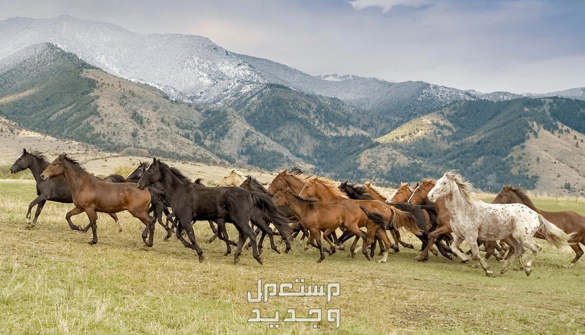 تعرف على أنواع وأسماء خيول أجنبية أنواع خيول متعددة