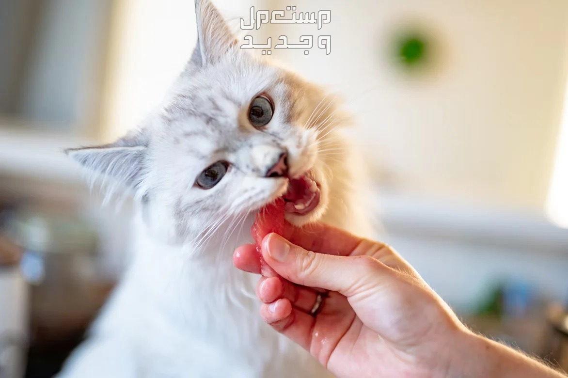 تعرف على قطط تركية وكيفية العناية بها تغذية القطط التركية