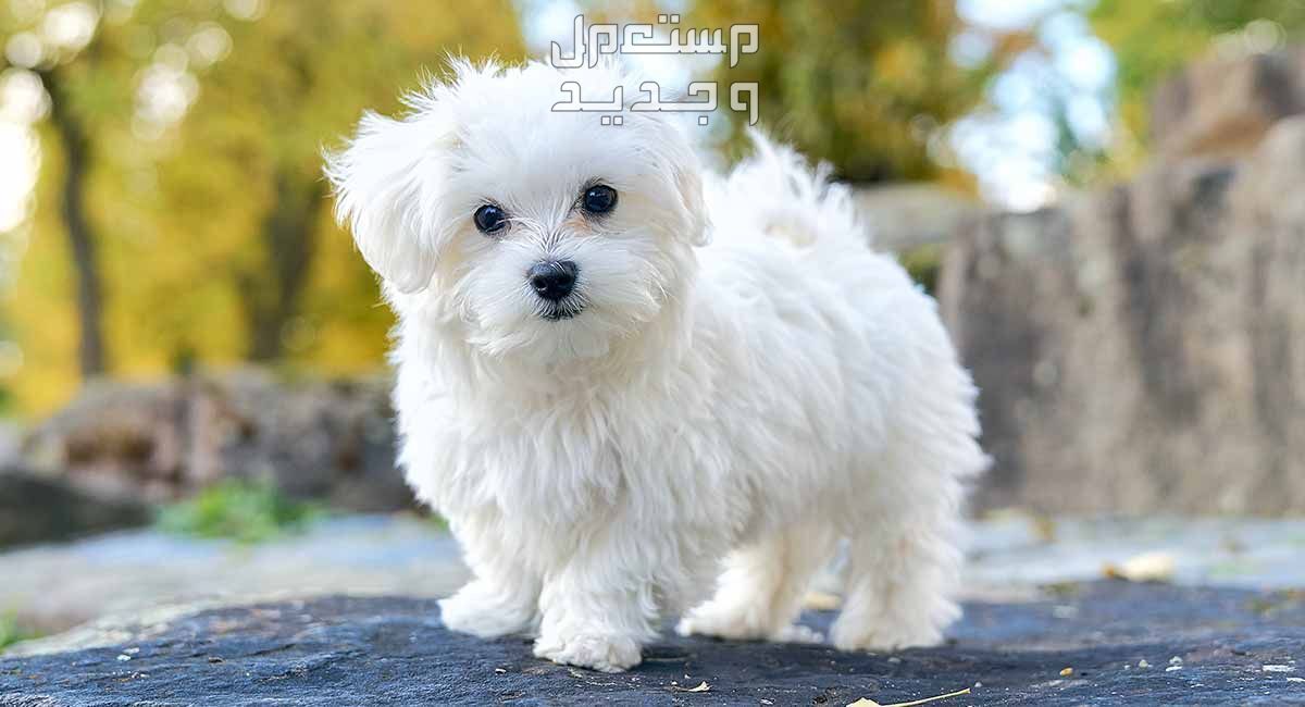 تعرف على كل ما يخص كلب مالتيزر في عمان كلب مالتيزر اللطيف