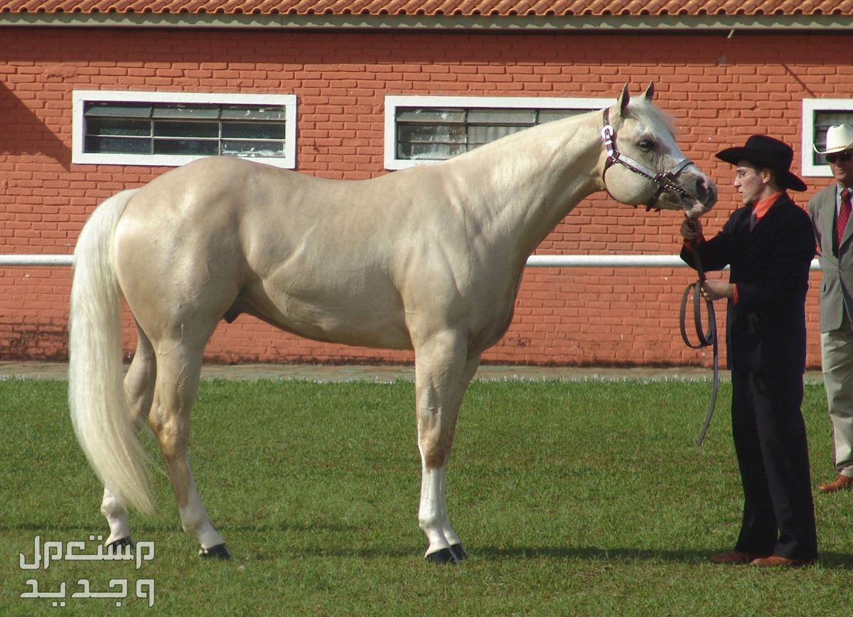 تعرف على كل ما يخص خيول كوارتر الأمريكية خيل كوارتر أبيض