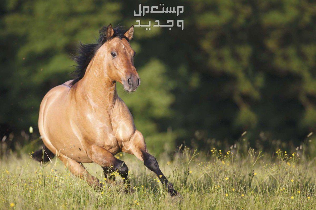 تعرف على كل ما يخص خيول كوارتر الأمريكية خيل كوارتر ذهبي
