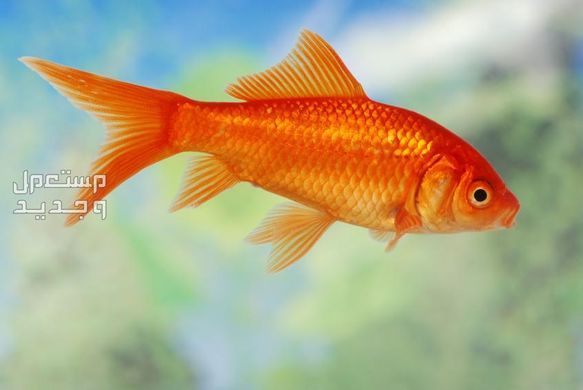 السمكة الذهبية واحدة من أفضل أسماك الزينة تعرف عليها في جيبوتي السمكة الذهبية